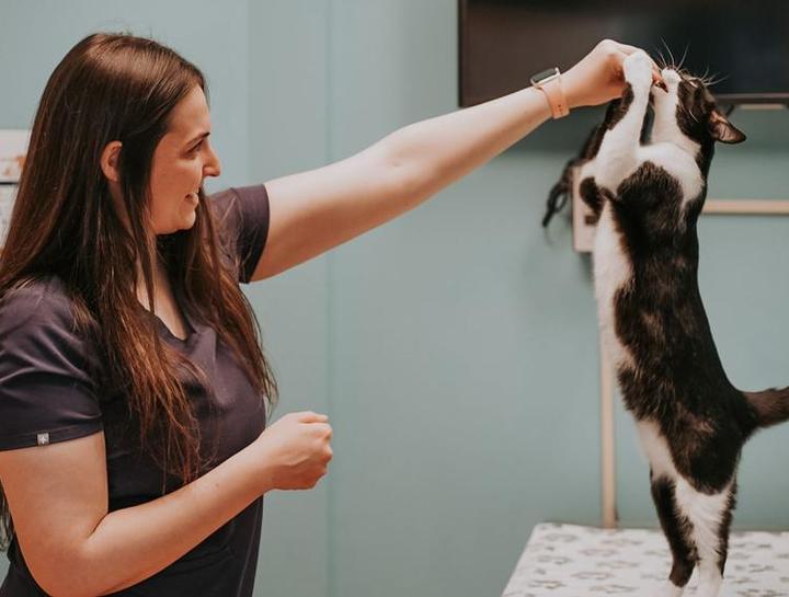 Dog Physical Therapy Beaufort Veterinary Rehabilitation